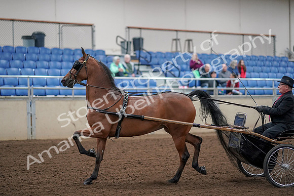 2019 Morgan Horse Show - Aug 30, 2019 - 13035