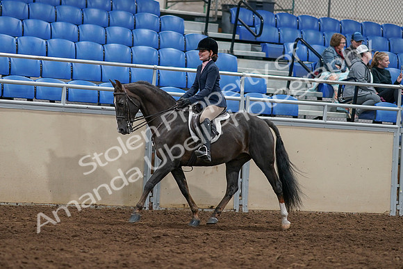 2020 - AB Morgan Horse - Sun, Sept 06 - 07741