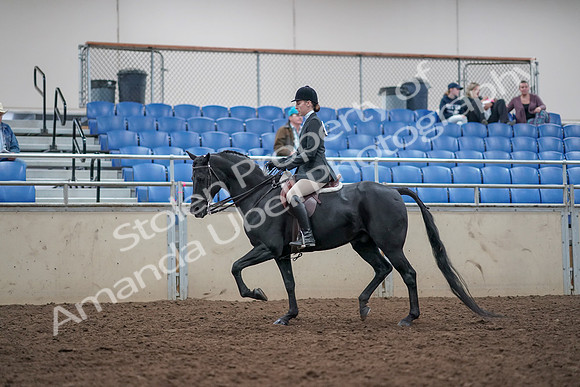2019 Morgan Horse Show - Aug 31, 2019 - 14972