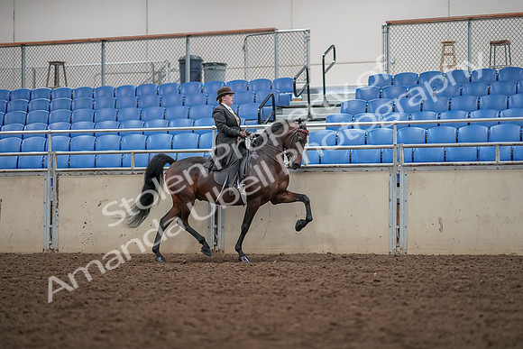 2019 Morgan Horse Show - Aug 30, 2019 - 28219