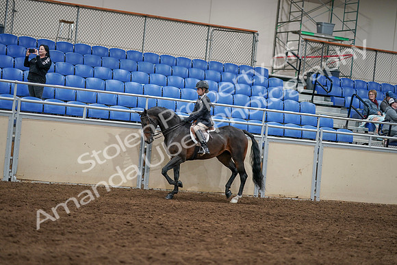 2020 - AB Morgan Horse - Sun, Sept 06 - 07859