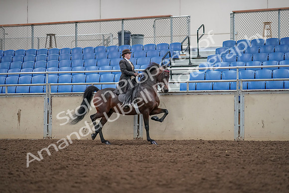 2019 Morgan Horse Show - Aug 30, 2019 - 28217