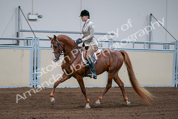 2020 - AB Morgan Horse - Fri, Sept 04 - 01635