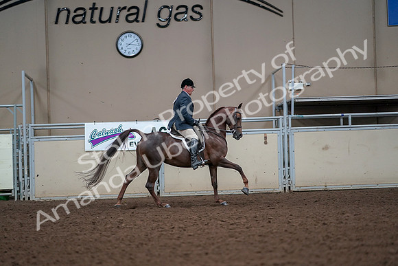 2019 Morgan Horse Show - Aug 30, 2019 - 17539