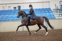 2019 Morgan Horse Show - Aug 30, 2019 - 24309