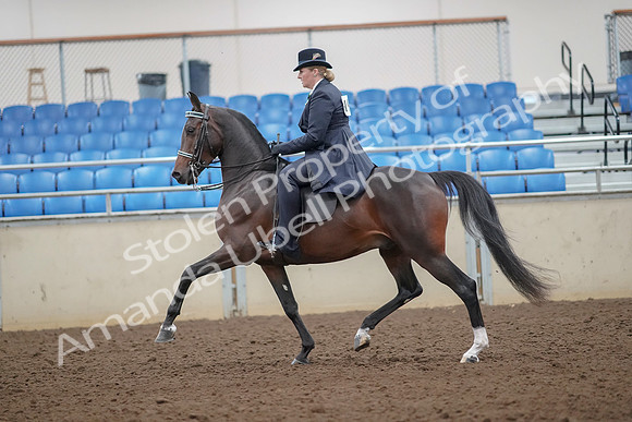 2019 Morgan Horse Show - Aug 30, 2019 - 24309