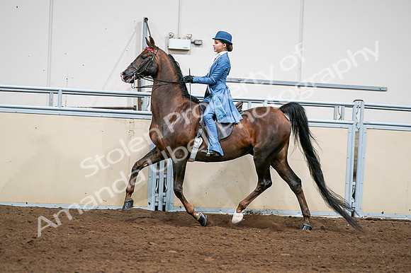 2020 - AB Morgan Horse - Fri, Sept 04 - 04953