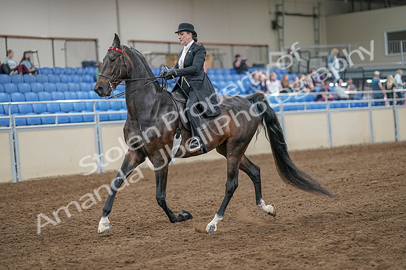 2020 - AB Morgan Horse - Fri, Sept 04 - 11125