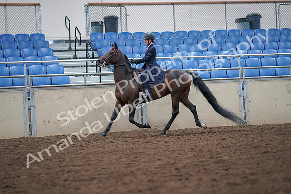 2019 Morgan Horse Show - Aug 30, 2019 - 17797