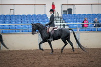 2019 Morgan Horse Show - Aug 31, 2019 - 17137