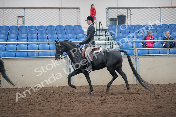 2019 Morgan Horse Show - Aug 31, 2019 - 17137