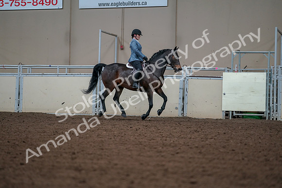 2019 Morgan Horse Show - Aug 30, 2019 - 18590