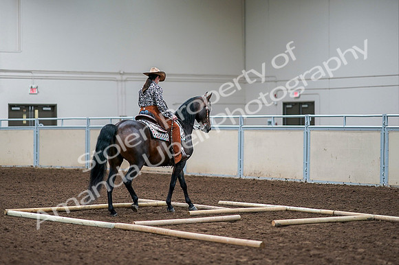 2020 - AB Morgan Horse - Fri, Sept 04 - 00091