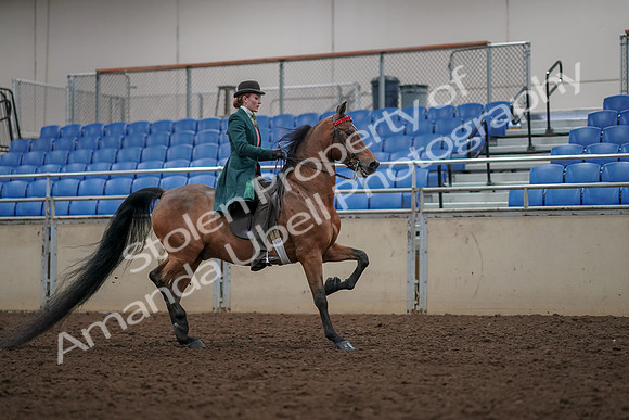 2019 Morgan Horse Show - Aug 30, 2019 - 28250