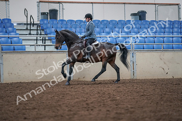 2019 Morgan Horse Show - Aug 30, 2019 - 18466