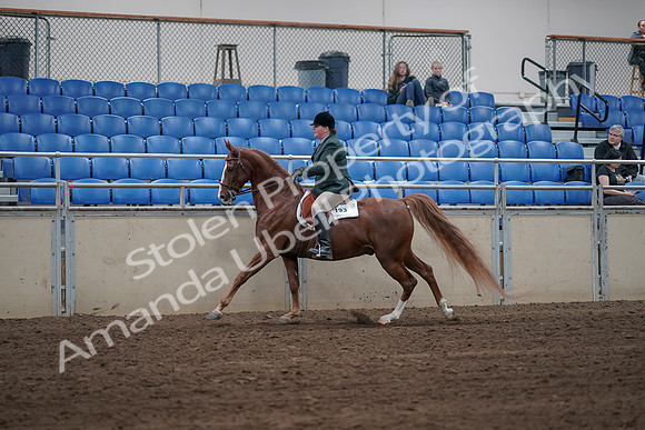 2019 Morgan Horse Show - Sept 01, 2019 - 12317