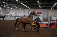 2019 Morgan Horse Show - Aug 31, 2019 - 01027