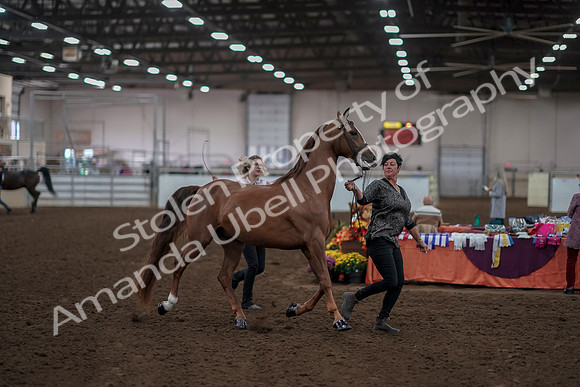 2019 Morgan Horse Show - Aug 31, 2019 - 01027