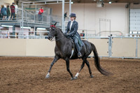 2020 - AB Morgan Horse - Sun, Sept 06 - 08291