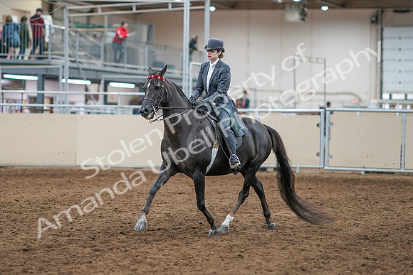 2020 - AB Morgan Horse - Sun, Sept 06 - 08291