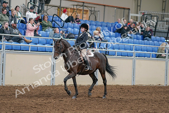 2020 - AB Morgan Horse - Sun, Sept 06 - 07875