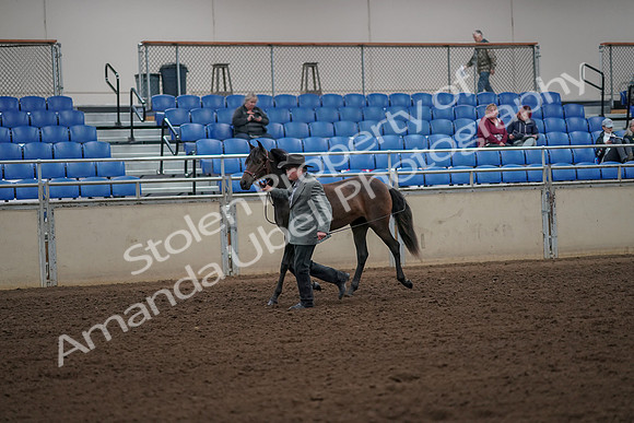 2019 Morgan Horse Show - Aug 30, 2019 - 25687