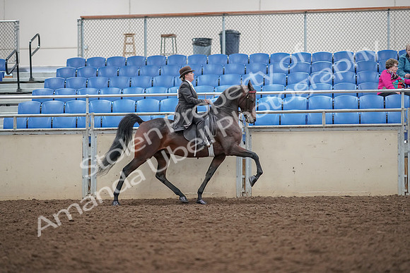 2019 Morgan Horse Show - Aug 30, 2019 - 28229