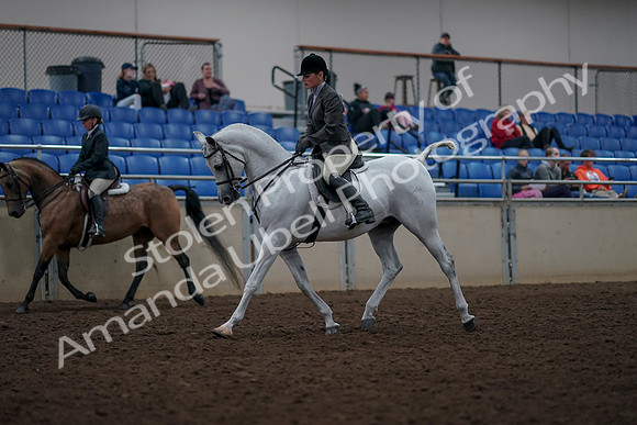 2019 Morgan Horse Show - Aug 31, 2019 - 14694