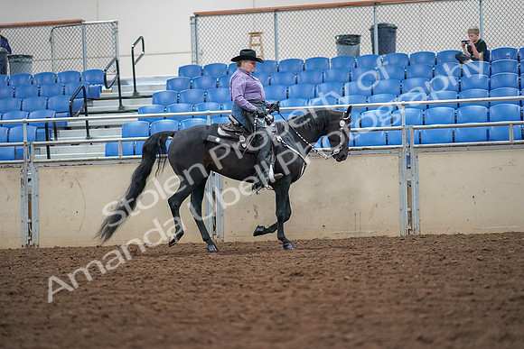 2019 Morgan Horse Show - Aug 30, 2019 - 16931