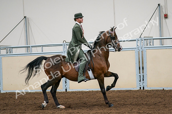 2020 - AB Morgan Horse - Fri, Sept 04 - 03369