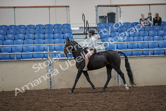 2019 Morgan Horse Show - Aug 30, 2019 - 31047