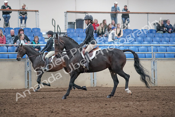 2019 Morgan Horse Show - Aug 31, 2019 - 20429