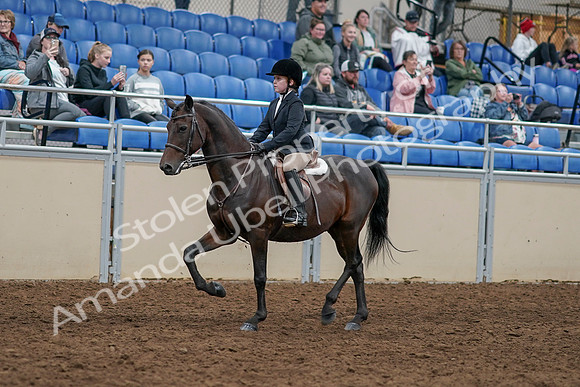 2020 - AB Morgan Horse - Sun, Sept 06 - 07883