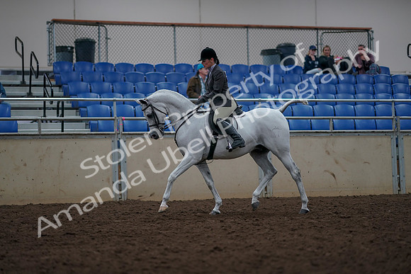 2019 Morgan Horse Show - Aug 31, 2019 - 14890