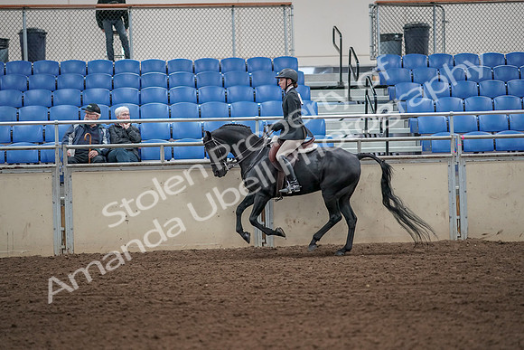 2019 Morgan Horse Show - Aug 31, 2019 - 05066