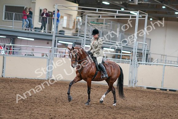 2020 - AB Morgan Horse - Sat, Sept 05 - 14346