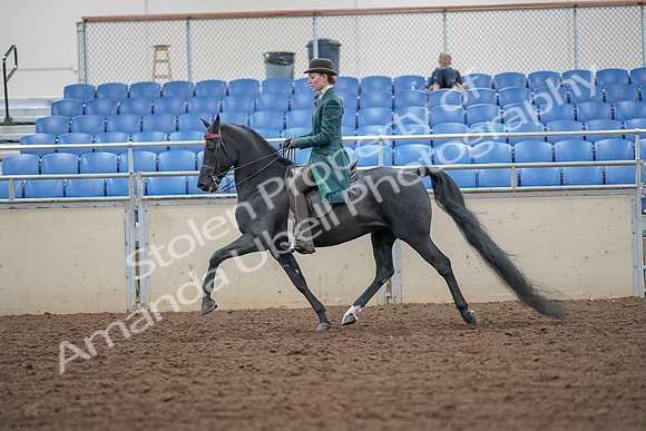 2019 Morgan Horse Show - Aug 30, 2019 - 15419