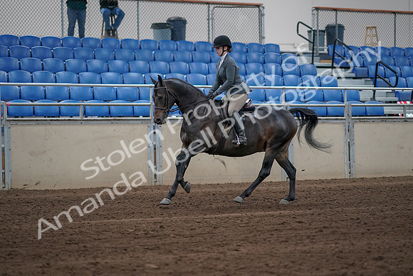 2019 Morgan Horse Show - Sept 01, 2019 - 10956