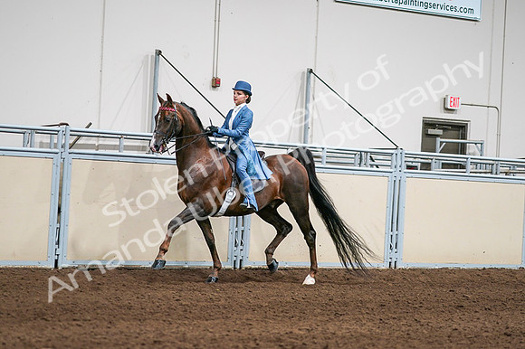 2020 - AB Morgan Horse - Fri, Sept 04 - 04929