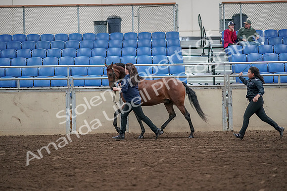 2019 Morgan Horse Show - Aug 31, 2019 - 01014