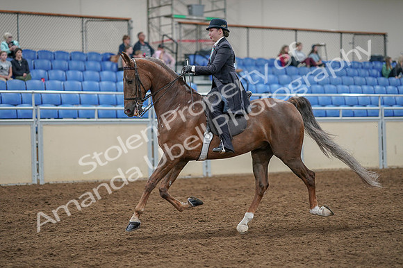 2020 - AB Morgan Horse - Fri, Sept 04 - 11100