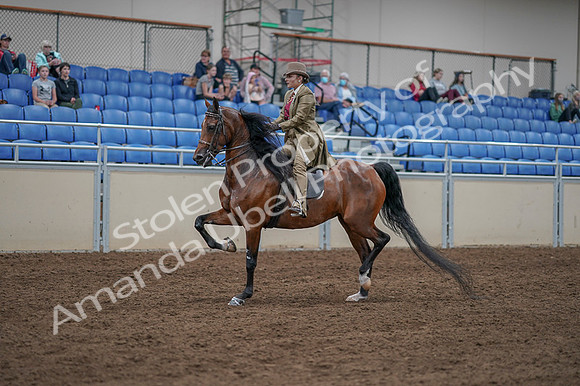 2020 - AB Morgan Horse - Fri, Sept 04 - 11165