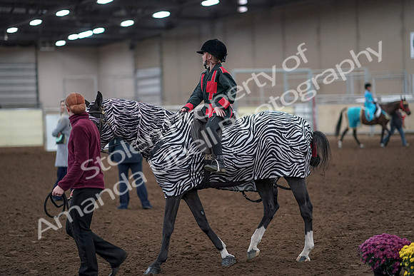 2019 Morgan Horse Show - Aug 31, 2019 - 10047