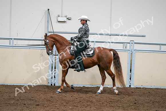2020 - AB Morgan Horse - Sun, Sept 06 - 07583