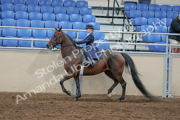 2020 - AB Morgan Horse - Sat, Sept 05 - 04788