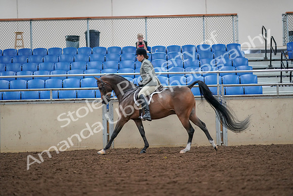 2019 Morgan Horse Show - Aug 30, 2019 - 17391