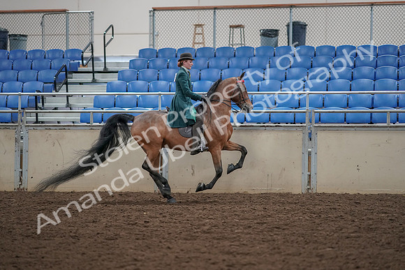 2019 Morgan Horse Show - Aug 30, 2019 - 28183
