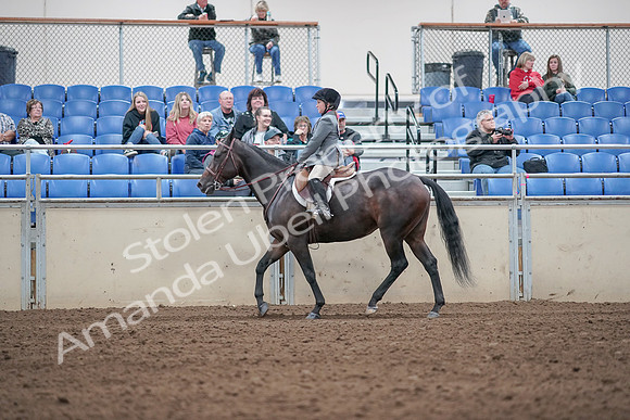 2019 Morgan Horse Show - Aug 31, 2019 - 19460