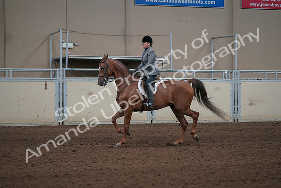 2019 Morgan Horse Show - Sept 01, 2019 - 12276