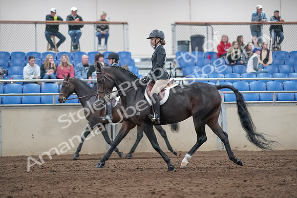 2019 Morgan Horse Show - Aug 31, 2019 - 20433